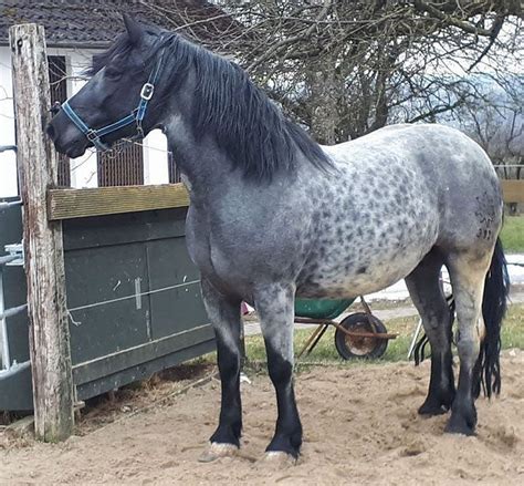 silver dapple blue roan gypsy horse  2011 Chestnut Gypsy Horse Mare $29,000