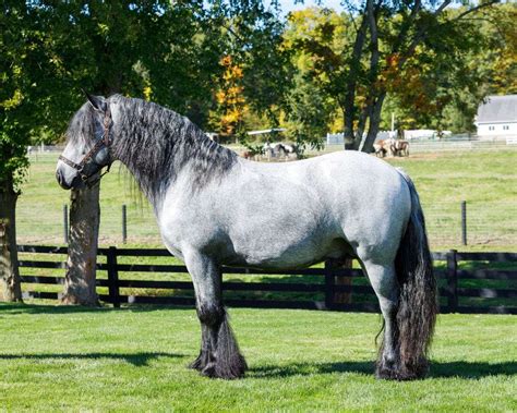 silver dapple blue roan gypsy horse  2019 Silver Dapple Gypsy Horse Stallion WOW! Silver Dapple w/ Show Experience! Rides and Drives!