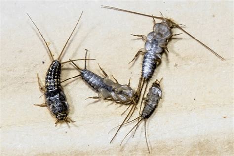 silverfish pest control perth  Pest control has become absolutely essential, as pests such as rodents, silverfish, termites,