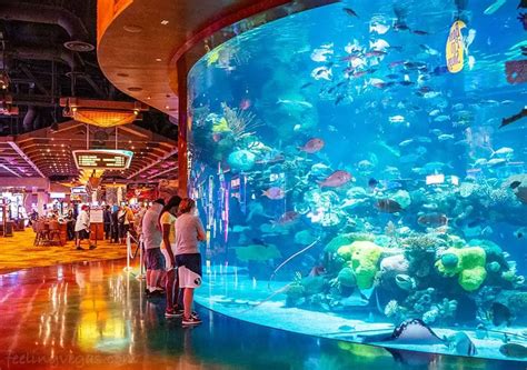 silverton hotel aquarium  As part of the magical 90-minute experience, children ages 7-12 are transformed into a famed Silverton mermaid and swim in the casino’s 117,000-gallon aquarium, along with thousands of tropical fish and rays