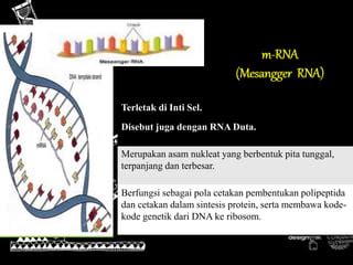 singkatan rna  Fosfat