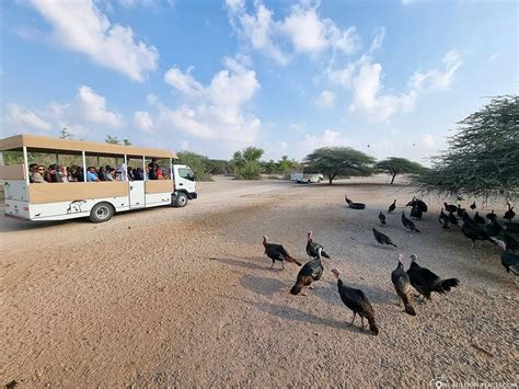 sir bani yas island jeep safari  Follow the road and drive up to the Jebel Dhanna Jetty