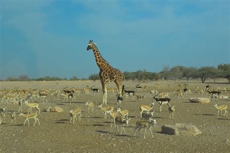 sir bani yas island wildlife  Visitors can also enjoy nature and wildlife drives across the island's Arabian Wildlife Park, scuba diving and mangrove kayaking from the Desert Islands Watersports Centre, or simply