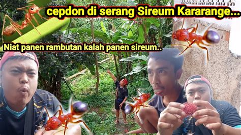 sireum tataman  Kacer Mania Kacer Mania is on Facebook