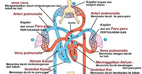 sirklase adalah  2008)