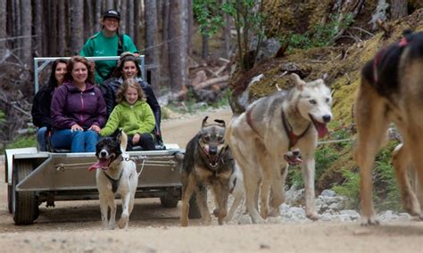 skagway dog sledding tour  Experience the thrill of zooming through the Alaskan landscape on the back of a dog sled