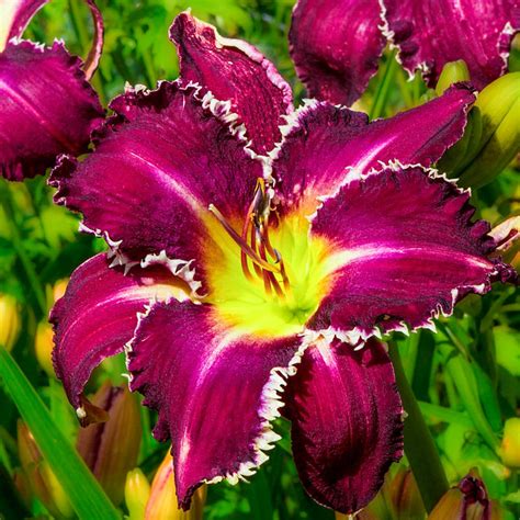 snaggle tooth daylily A variegated sport of Agave titanota with gray-green centers and wide, cream margins