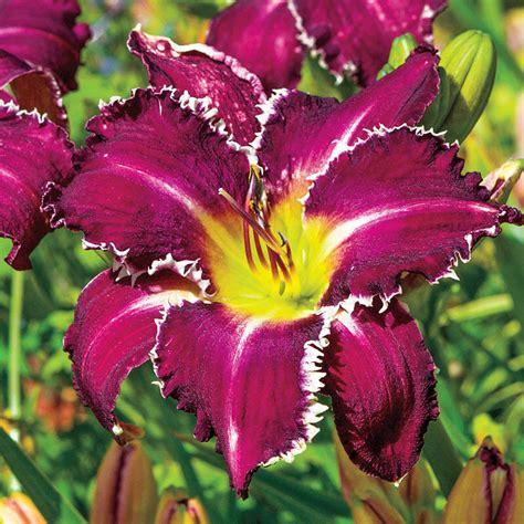 snaggle tooth daylily  The flowers consist of 3 petals & sepals, with a midrib of the same, or a contrasting colour