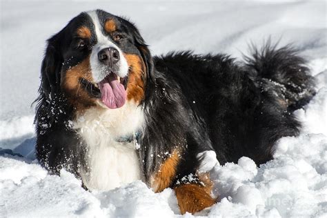 snow loving creatures ”