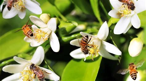 sonhar com abelhas atacando outra pessoa Sonhar com enxame de abelhas perseguindo você