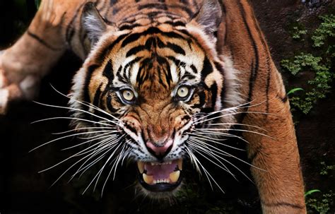 sonhar com ataque de tigre  Significa vazio de sentimentos, dormência, tristeza e luto