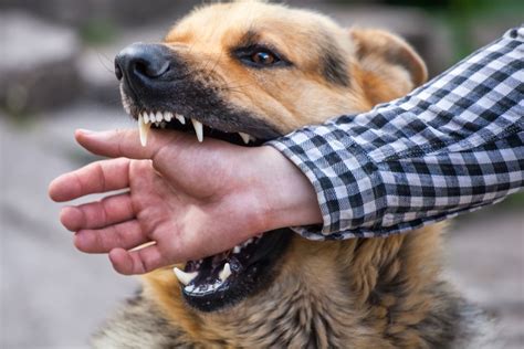 sonhar com cachorro sendo espancado  O significado dos sonhos com filhotes de cachorro é que você terá uma pessoa maravilhosa em sua vida que te apoiará e seguirá sempre ao teu lado