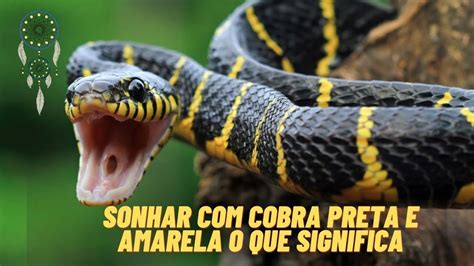 sonhar com cobra amarela e laranja  Os sonhos com cobra colorida dependem da cor da cobra, do tamanho, da atitude, se está agressiva ou não, se está morta ou viva etc