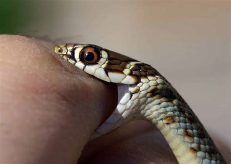 sonhar com cobra mordendo 1