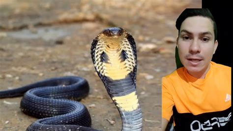 sonhar com cobras escondidas  Mesmo que ele tenha cortado a cabeça da cobra, o réptil ainda estava se movendo