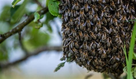 sonhar com enxame de abelhas Sonhar com enxame de abelhas Sonhar que se depara com um enxame é um sonho muito positivo para o seu negócio e sua vida financeira, pois esse tipo de sonho indica uma época muito próspera