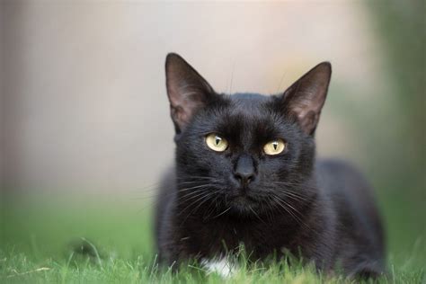 sonhar com gato preto  Na realidade, os gatos pretos são símbolos de potência e