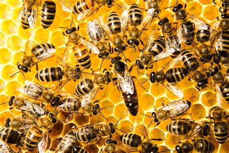 sonhar com muitas abelhas voando  No entanto, o significado dos sonhos com abelhas pode variar dependendo do contexto do sonho e dos detalhes específicos envolvidos