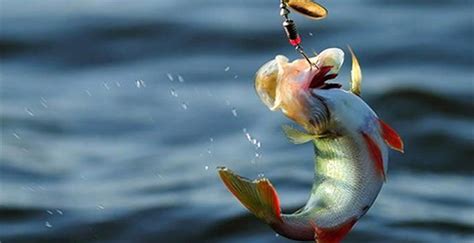 sonhar pescando peixe com anzol em água suja  É hora de repensar as atitudes, pensar melhor nas escolhas e eliminar sentimentos negativos e que prejudicam a sua evolução espiritual