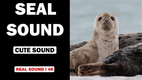 sound of seal is called  When it comes