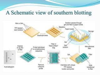 southern blotting slideshare  • The technique was developed by a molecular biologist E