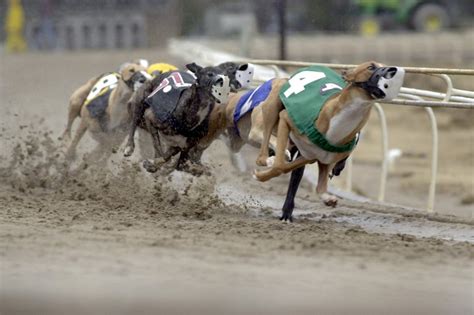 southland greyhound park live racing  Printable Racing Files