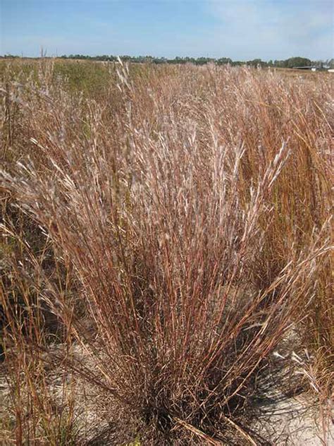 splitbeard bluestem fl ecotype  Contact Form