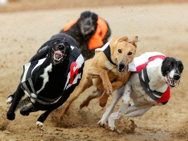 sporting life greyhounds results  Follow the action live, get racecards, replays, analysis and more for the Greyhound Derby and other events