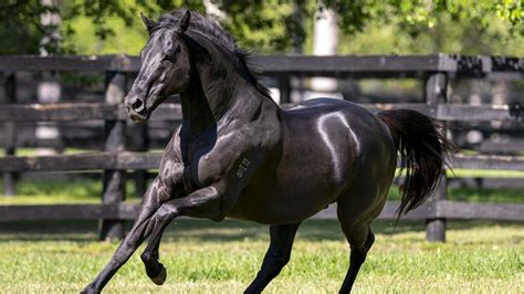 spring champion stakes horses  1) TB: 10 N/A Curragh: