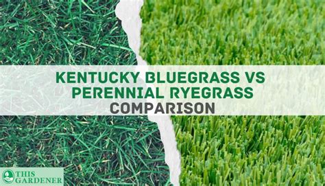 ss1100 bluegrass blend  Ryegrass is a cool-season grass that is best used in combination with other types of grass