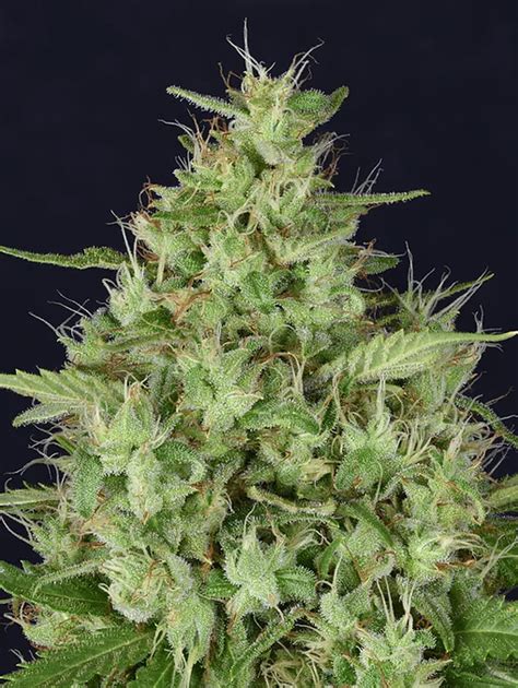 star dawg seeds feminized 99