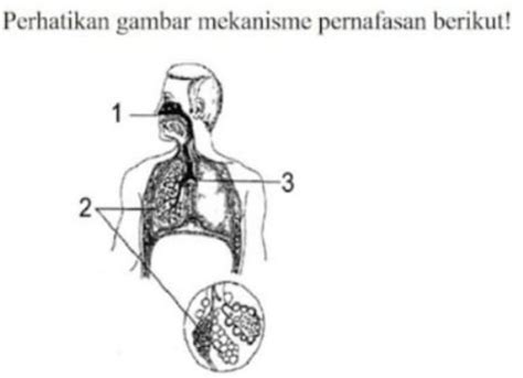 streptobacil  The bacillus shape can appear as a single bacillus, a streptobacillus, or a coccobacillus