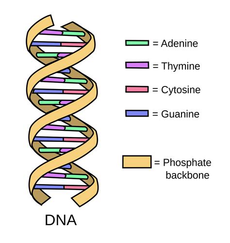 struktur adn  struktur DNA