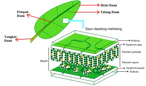 struktur daun jagung  Pada tiap – tiap kelompok struktur daun juga masih terdapat bagian yang lainnya lagi