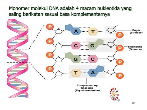 struktur dna double helix Struktur DNA Double helix yang bersifat antiparalel memungkinkan terjadinya setiap untai pada DNA bisa menjadi template dalam proses replikasi DNA