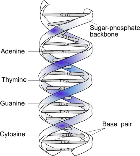 struktur double helix dna  They soon reported their find more