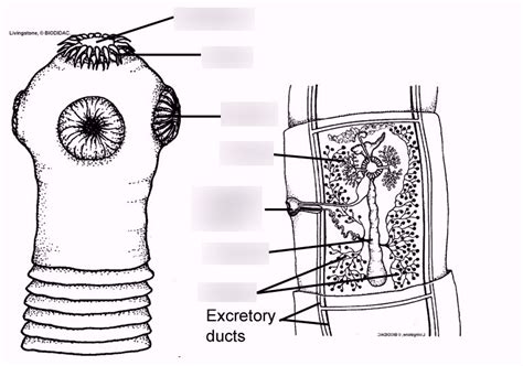 struktur tubuh cestoda  Morfologi dan Daur hidup Trematoda berasal dari kata trematos, yang artinya berlubang dan berlekuk, yaitu cacing yang pada tubuhnya terdapat satu atau lebih bagian yang berlekuk untuk menempel pada hospesnya