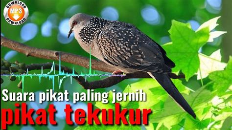 suara burung balam  Saya tidak memberikan link download untuk suara yang saya lekatkan pada artikel tersebut karena kurang tajam