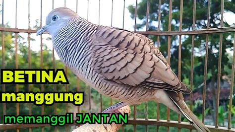 suara perkutut betina Suara perkutut betina, memanggil jantan