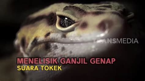 suara tokek ganjil  MENDENGARKAN SUARA SUARA HEWAN - l klebah, bebek, ayam, tupai, tokek, kucing