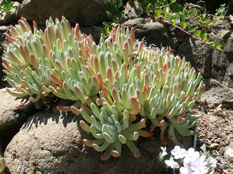 succulent plant representative species  Sempervivum ‘Pink Lotus’