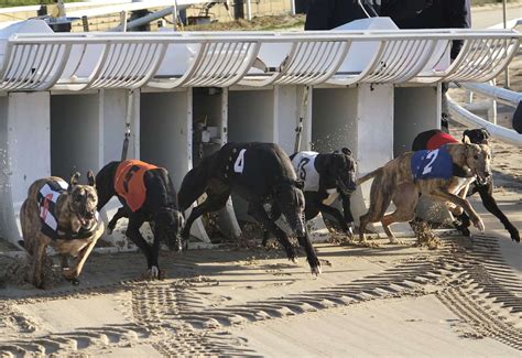 suffolk downs greyhounds website  Matches History Odds