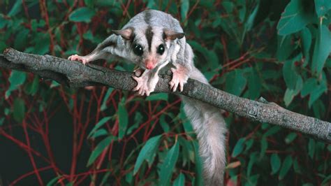 sugar gliders life expectancy  Please note that it will need a calcium supplement