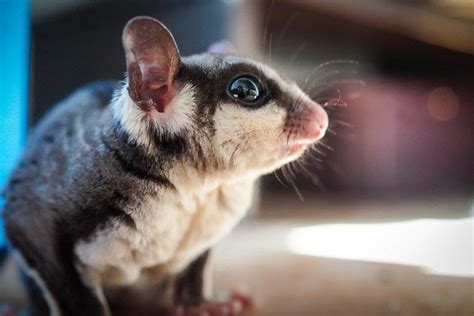 sugar gliders lifespan in captivity  Forcing them into a domestic life of confinement results in a pet that is suffering, unhappy and unhealthy