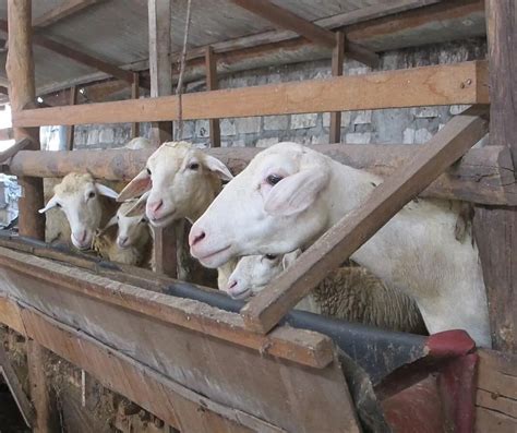 sukses ternak kambing  karena permintaan susu ataupun daging kambing di pasar cukup banyak, sehingga beternak kambing bisa di jadikan salah satu solusi dalam usaha ternak