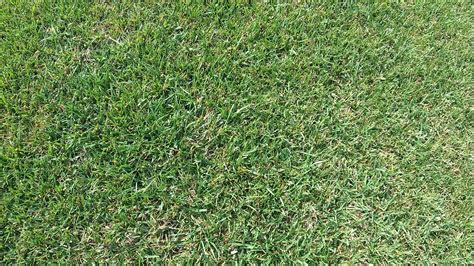 sultan bermuda grass Sultan Bermuda Grass Seed (Improved Triangle) - 25 Lbs