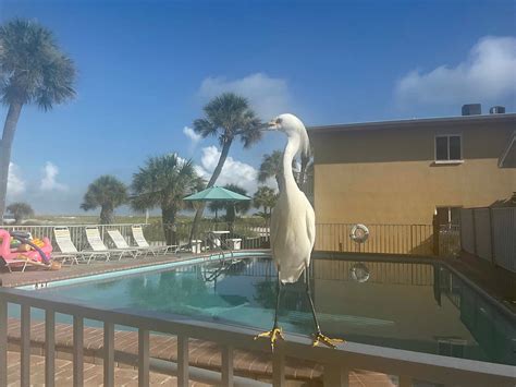 suncoast motel florida  Email 