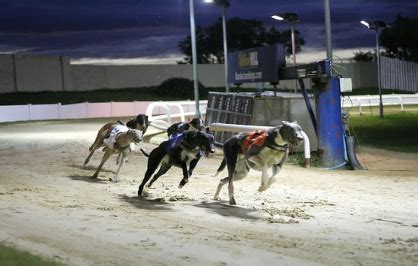 sunderland dogs race card  My stable horse tracker