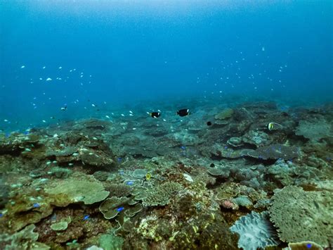sunshine coast reefs 7KB) Hardie Artificial Reef