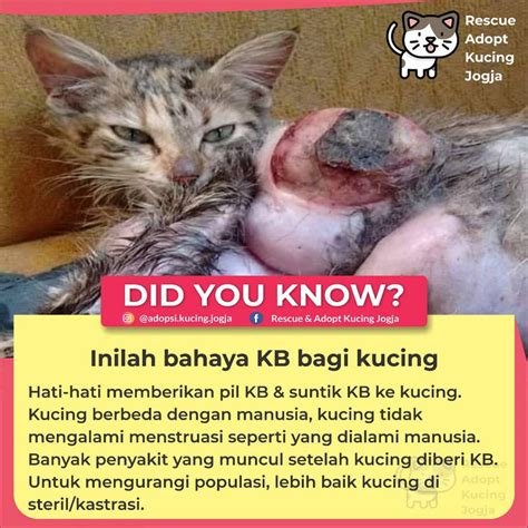 suntik steril kucing  Harga baru steril kucing 😺